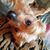 Tina Shelton-Boone's profile image