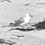 Suzanne Spruill's profile image