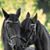 Bonnie Covert's profile image
