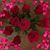 Tamie Turman-Spitz's profile image