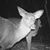 Shelly Williams Bolen's profile image
