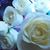 Janean Sylvia Reed's profile image