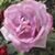 Tricia Sairie's profile image