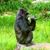 Michael Shum's profile image