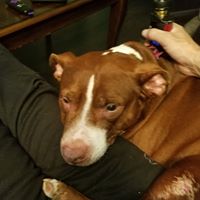 Drew Lucas's profile image