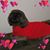 Sharon Ash's profile image