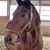 Nancy J Dixon's profile image