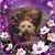 Alison Schaefer Goff's profile image