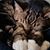 Steve Linsey Engh's profile image