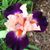 Mary Tom Van Vickle's profile image
