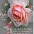Diane Wright's profile image
