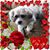 Carrie Wolf's profile image