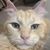 Roger Chifeng Liu's profile image