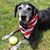 Karen Ross Priestner's profile image