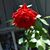 Shelia Menard Weldon's profile image