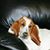 Lorrie Stephens Spaulding's profile image