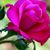 Nydia Rodriguez's profile image