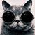 Carol Hoke's profile image