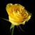 Karen Love's profile image