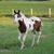 Amanda Barrick Kaping's profile image