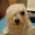 Roslynn Ang's profile image