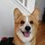 Bryan Fong's profile image