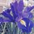 Debbie Bohan's profile image