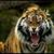 Cindy Miller Mercer's profile image
