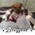 Laura Boggess's profile image