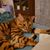 Jesse Riopel's profile image