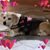Anne Bryan Tienter's profile image