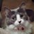 Sherry Elander's profile image