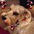 Ingrid Schilbers Parrett's profile image