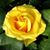 Gail Rutter's profile image