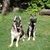 Gayle Wedgwood's profile image