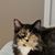 Lisa Phillips's profile image