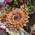 Spring Etchison's profile image