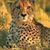 Conchita Patrick's profile image