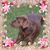 Carolyn Higgins's profile image