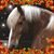 Amy Sousa's profile image