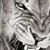 Tim Williams's profile image