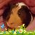 Sue Davis's profile image
