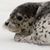 Bering Sea's profile image
