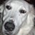 Cheryl Mullenix's profile image