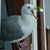 Cindy Blanchard's profile image