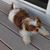 Copper Smathers's profile image