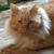 Nancy McDaniel Livensparger's profile image