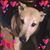 Linda Z.'s profile image