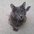 Deborah Burback's profile image