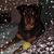 Karen Dickson's profile image